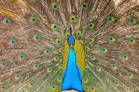 Pavo Stock Photos