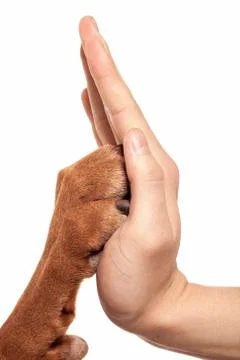 Paw and hand Stock Photos