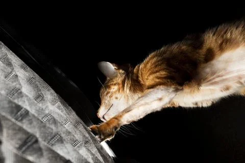 Paw attack cat Stock Photos