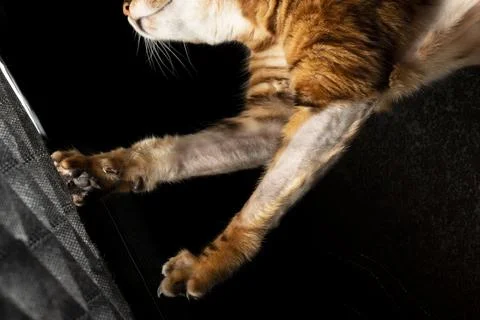 Paw attack cat Stock Photos