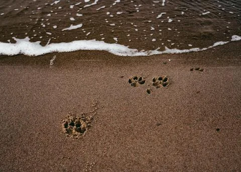 Paw on the beach Stock Photos