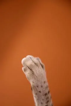 Paw of Bengal cat raised on solid brown background 写真素材
