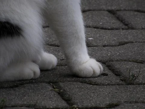 Paw of a cat on the ground. Stock Photos
