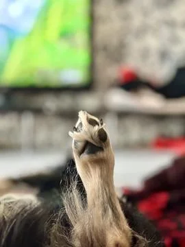 Paw Up, Chill Mode On Stock Photos