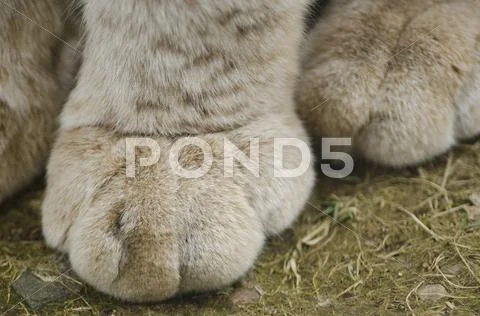 Paw of a eurasian lynx, lynx lynx Stock Photos