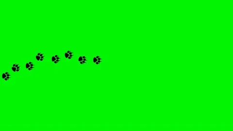 Paw footprint animation on green screen.... | Stock Video | Pond5