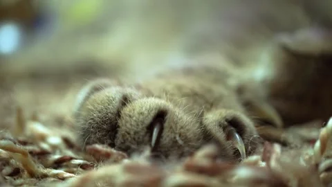 The paw of a grey cat with claws extended. Close-up of the macro. Stock Footage 260824364