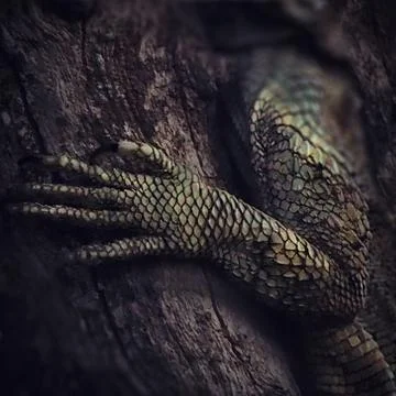 Paw of a large lizard sitting on a tree Stock Photos