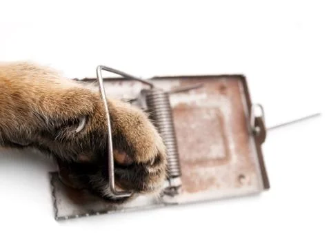 Paw in mousetrap Foto stock