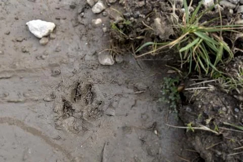 Paw Print in the Mud Stock Photos