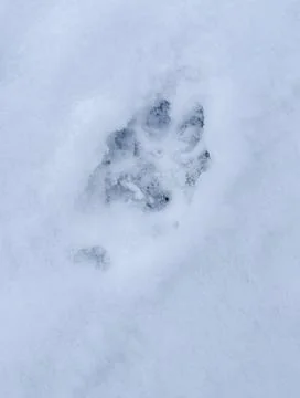 A paw print is in the snow Stock Photos