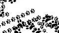 Paw prints animal feet foot footprints pawprints dog cat transition 4k 4k or 4k+ Resolution