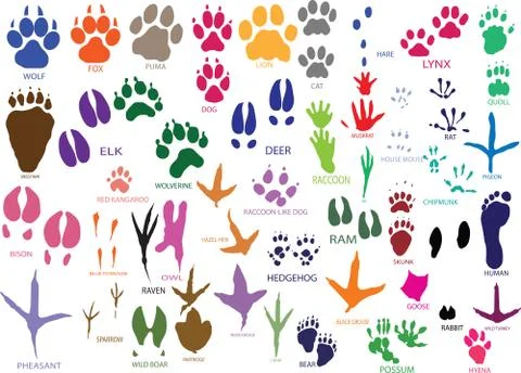 Paw prints Stock Illustration