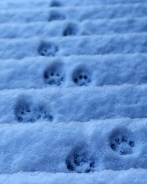 Paw prints Stock Photos