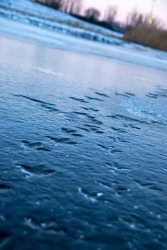 Paw prints Stock Photos