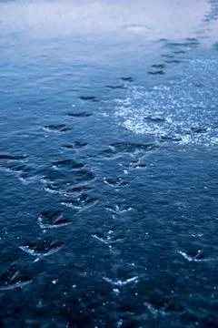 Paw prints Stock Photos