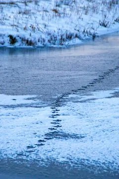 Paw prints Stock Photos
