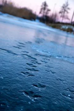 Paw prints Stock Photos