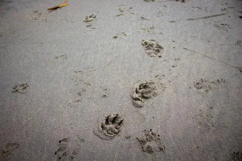Paw Prints in the Sand Stock Photos