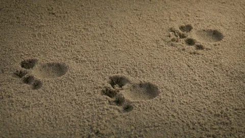Paw Prints From Small Animal Stock Footage