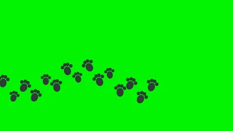 Paw prints walking on green screen overlay 4K Видео 337062994
