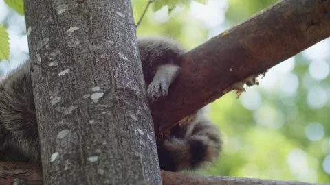 Paw of a raccoon sleeping on a tree under the sun Stock Footage 267389804