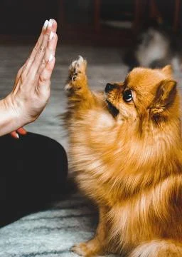 Paw-sitive Connection Foto stock