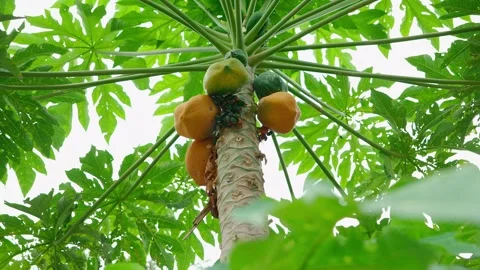 Pawpaws hanging from a tree branch with insects eating them Stock Footage 280219221