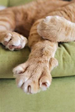 PawPower Foto stock