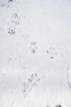 Pawprints Stock Photos