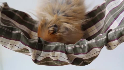 Paws and muzzle of a Syrian hamster. Long-haired rodent sniffs his crib Stock Footage 241265393