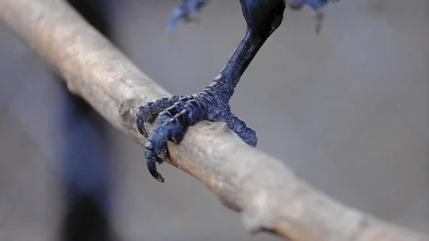 Paws of a bird. Black crow close up Stock Footage 99059025