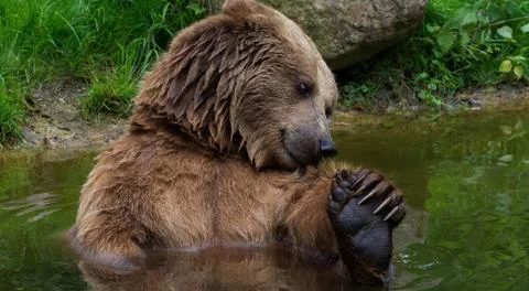 Paws of a brown bear close up. Old brown bear Stock Photos