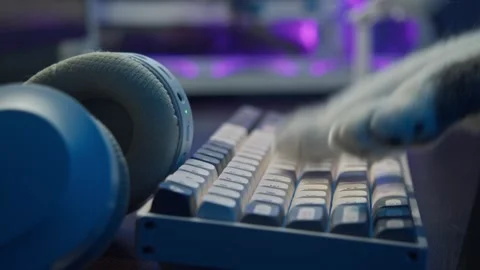 The paws of a cat are typing nonsense on a computer keyboard. Stock Footage 292281243