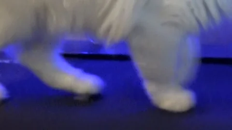 Paws of a cat, running on the treadmill Stock Footage 85919974