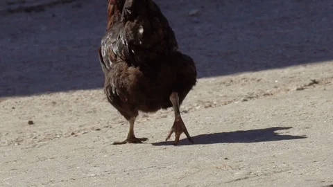 Paws of a chicken closeup Stock Footage 113270677