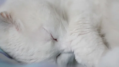 Paws Close up,White Cat Sleeping Stock Footage 74421677