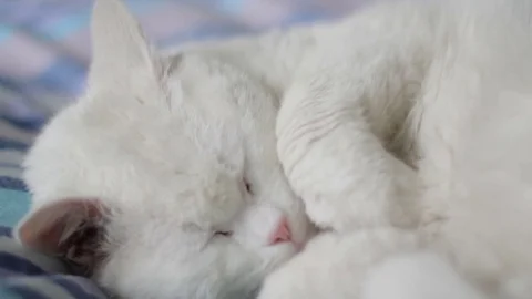 Paws Close up,White Cat Sleeping Stockbeeldmateriaal 74422087