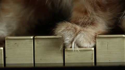 Paws ginger kitten, funny cute Stock Footage 240945996