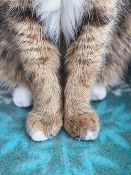 Paws of a gracefully sitting cat Foto stock