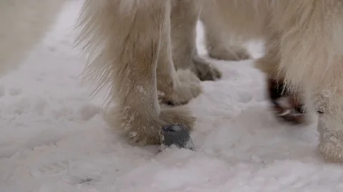 Paws of a Great Pyrenees Stock Footage 101346501