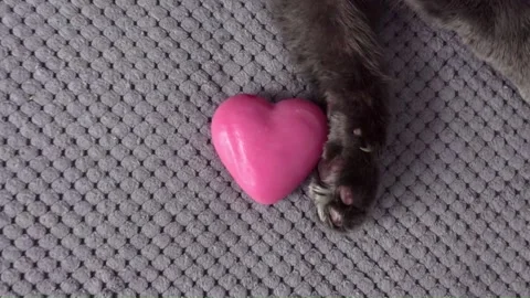 Paws holding present, cute sleepy domestic cat with grey fur is sitting on sofa Stock Footage 230301062
