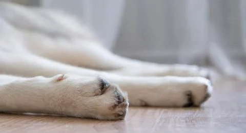 Paws of a lying dog close up Stockfoto's
