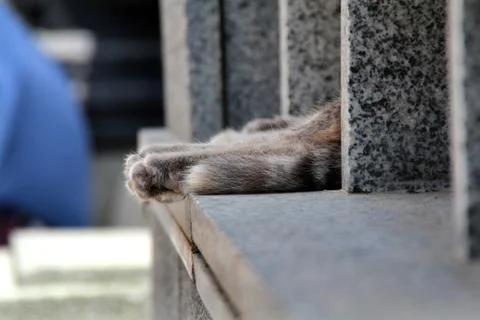 Paws of a lying resting cat Stock Illustration