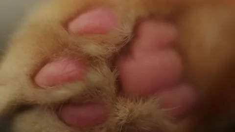 Paws of a red cat on a pink background Stock Footage 160341518