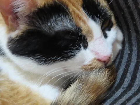 Paws for Reflection - A Contemplative Cat Nap Foto stock