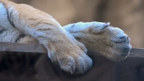 Paws of tiger closeup Stock Footage 93750546