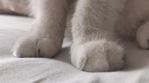 Paws of a white cat standing on a white cloth. Stock Footage 220368209