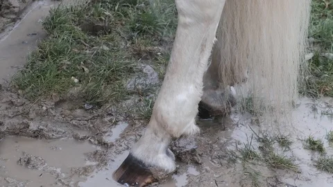 The paws of a white stallion while being washed by his master. 库存影片 100264773
