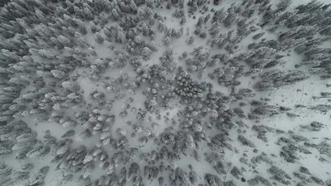 Payette Lake looking straight down on trees with drone spinning 動画素材 139475237